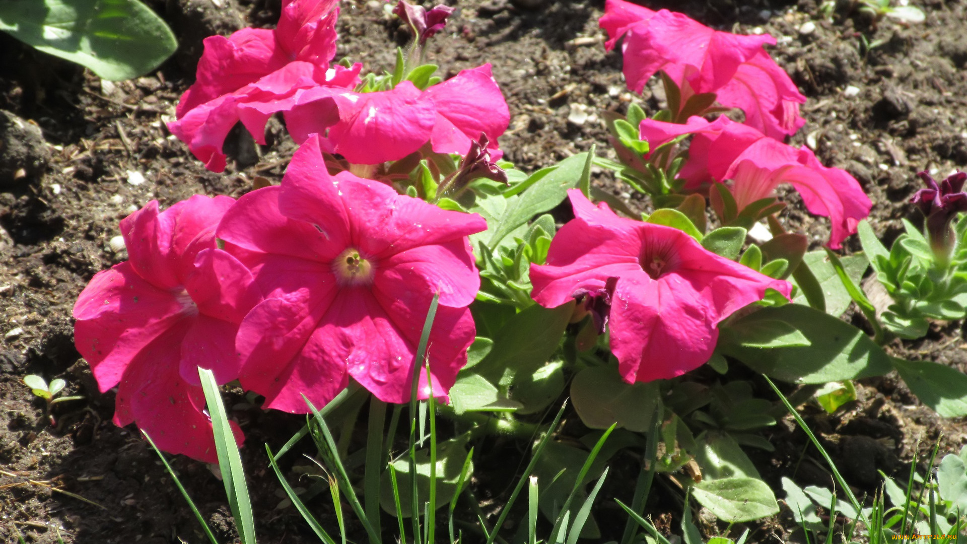 цветы, петунии, , калибрахоа, весна, 2018