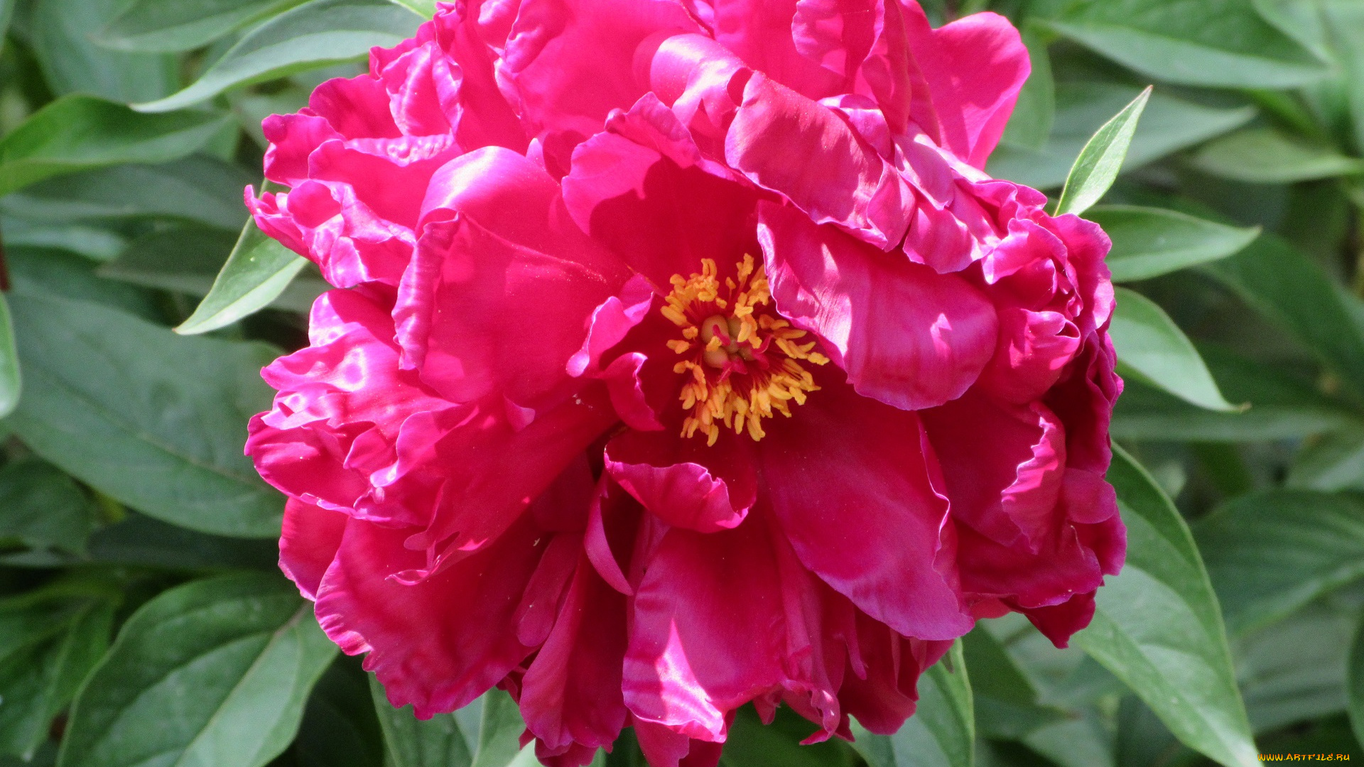 цветы, пионы, весна, 2018