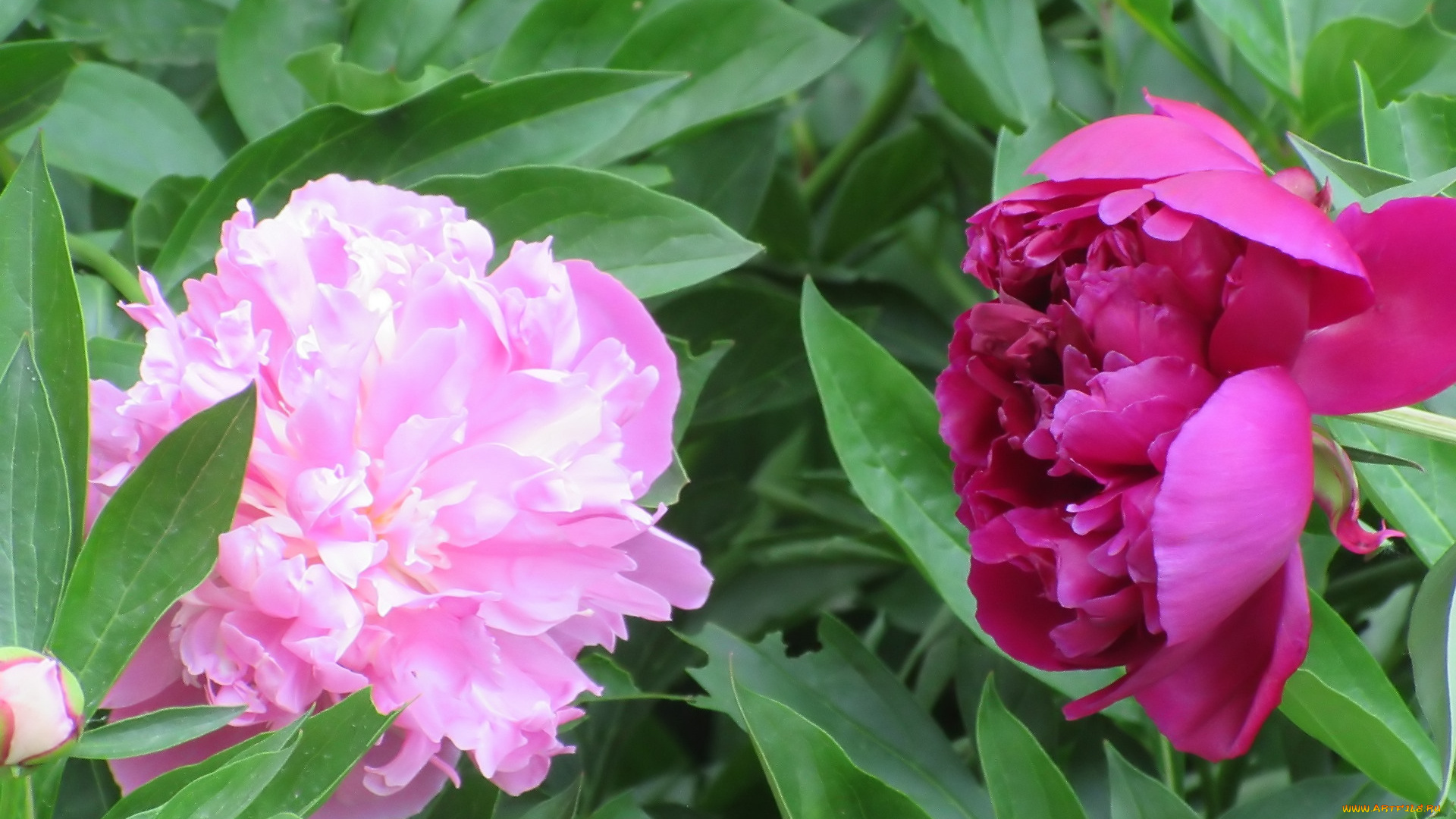 цветы, пионы, весна, 2018