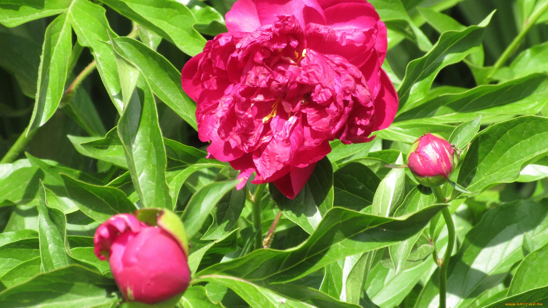 цветы, пионы, весна, 2018