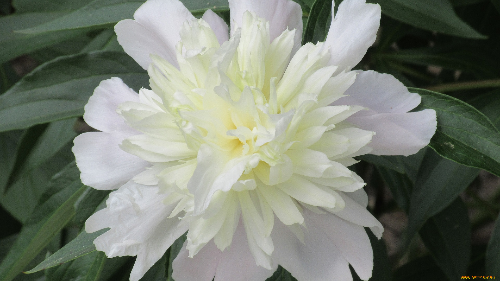 цветы, пионы, весна, 2018