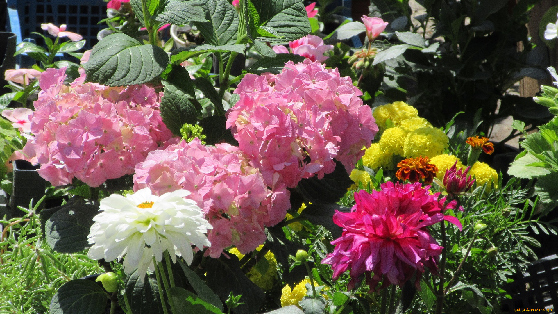 цветы, разные, вместе, весна, 2018