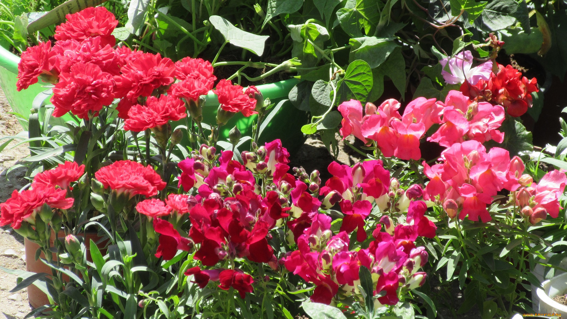 цветы, разные, вместе, весна, 2018