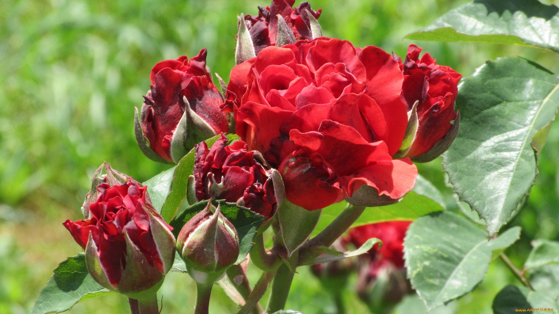 цветы, розы, лето, 2018