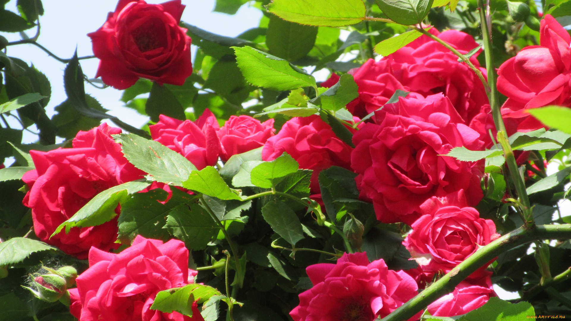 цветы, розы, весна, 2018