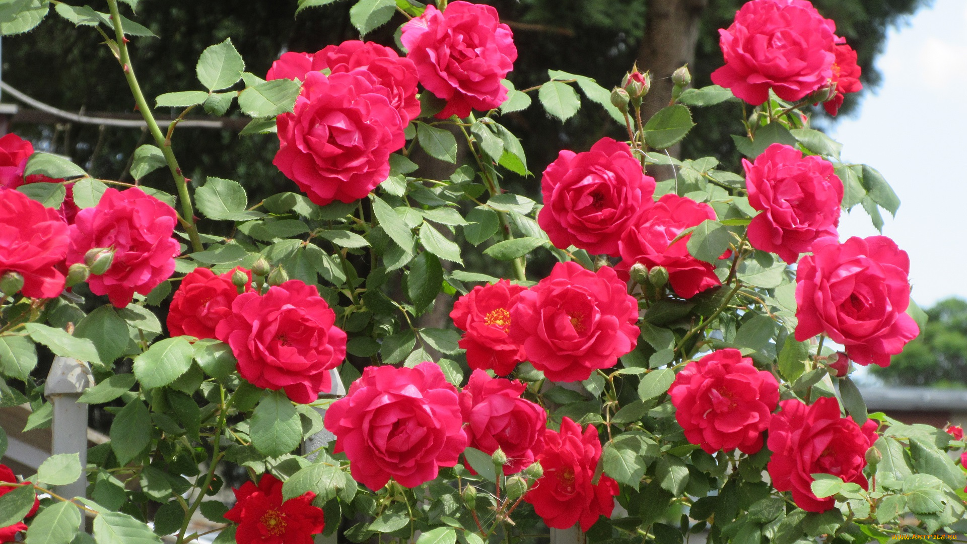 цветы, розы, весна, 2018