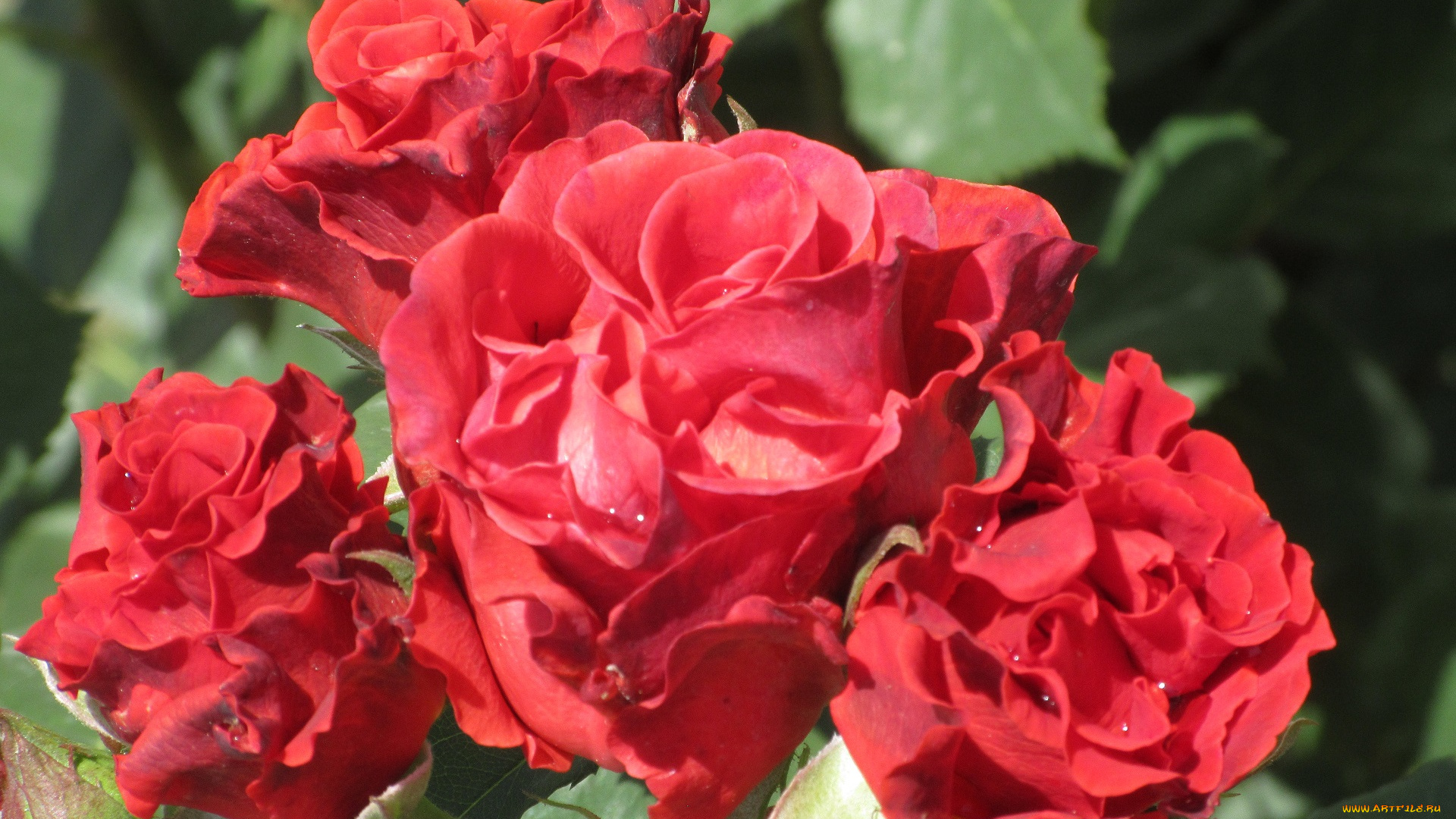 цветы, розы, весна, 2018