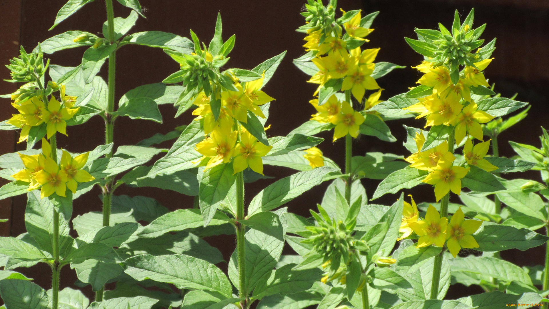 цветы, весна, 2018