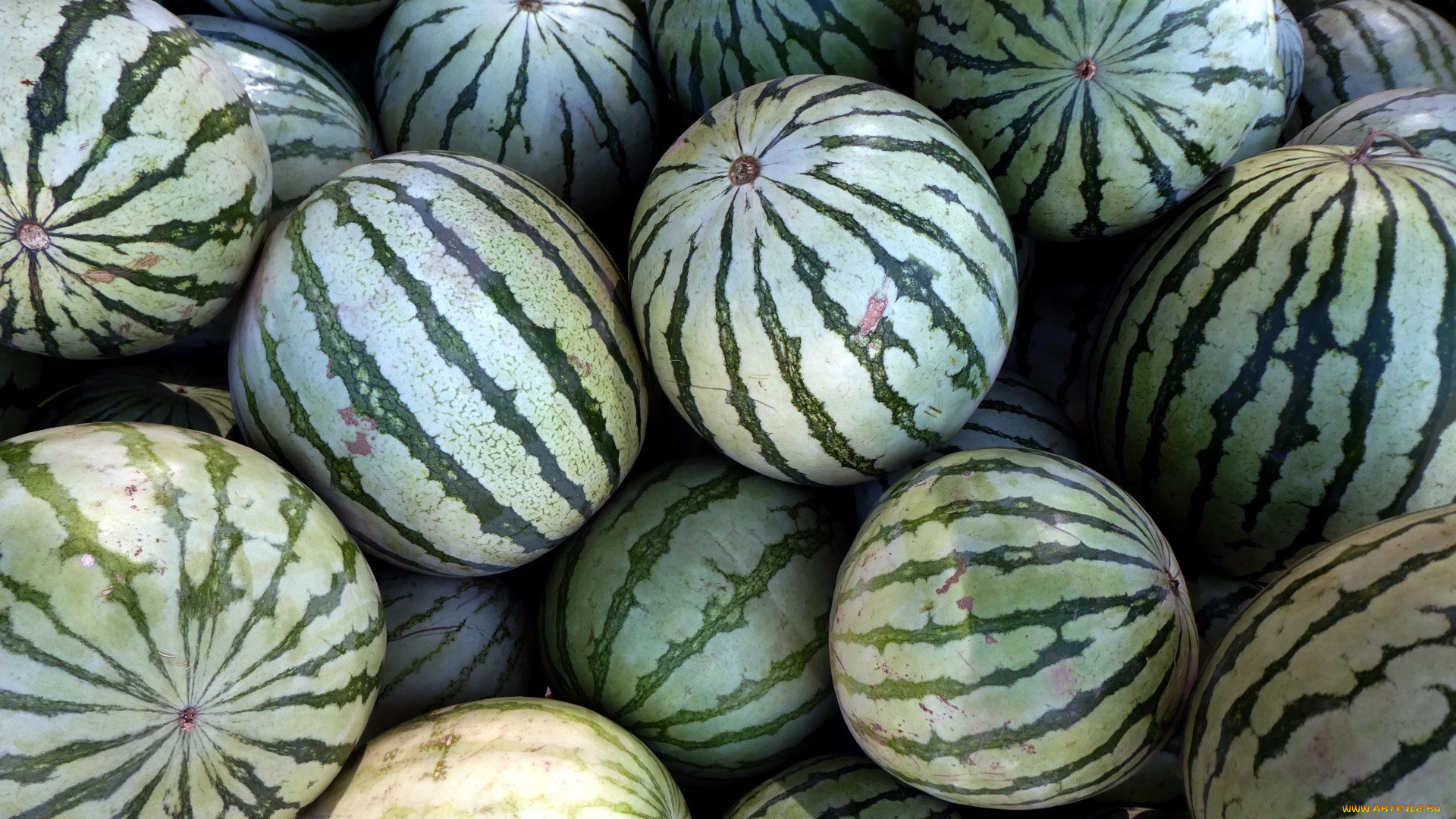 еда, арбуз, урожай