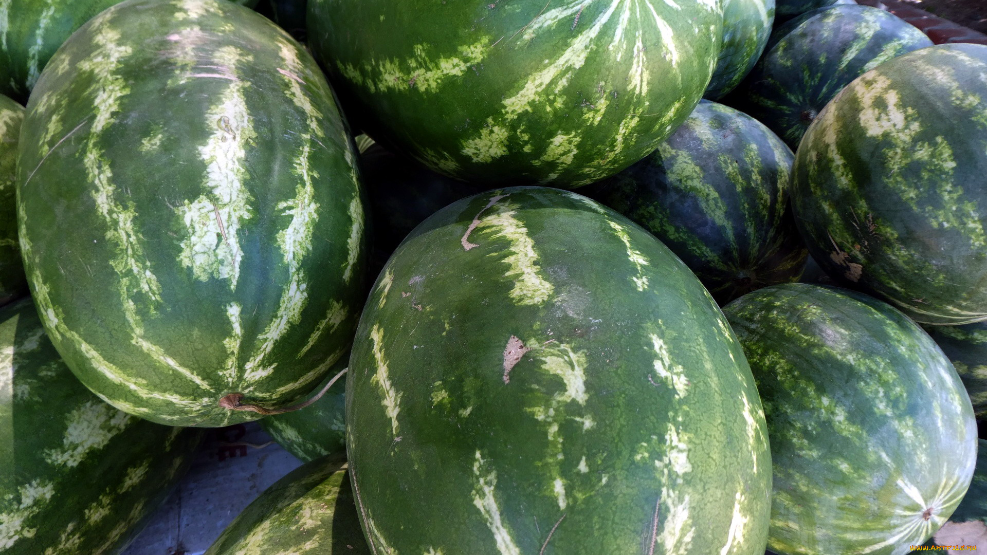 еда, арбуз, урожай