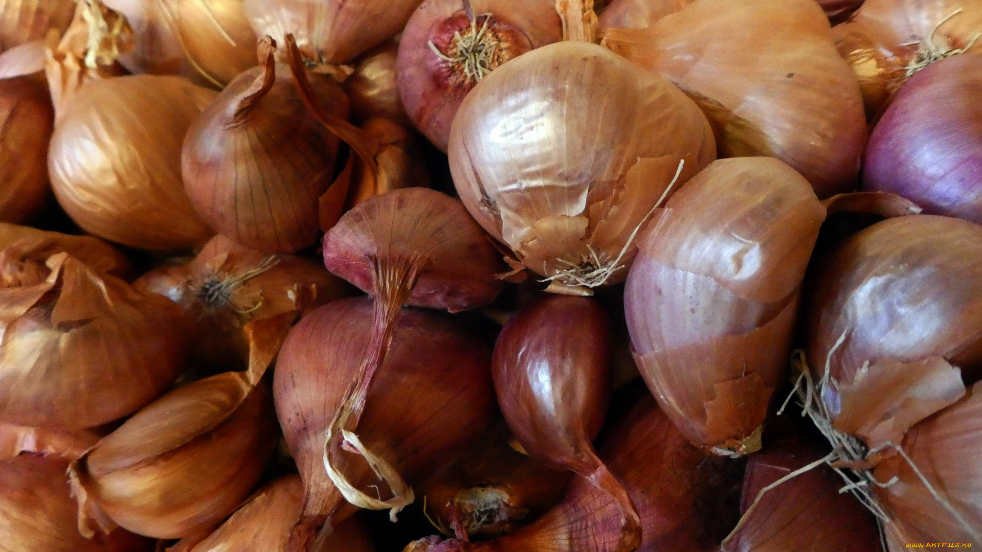 еда, лук, репчатый