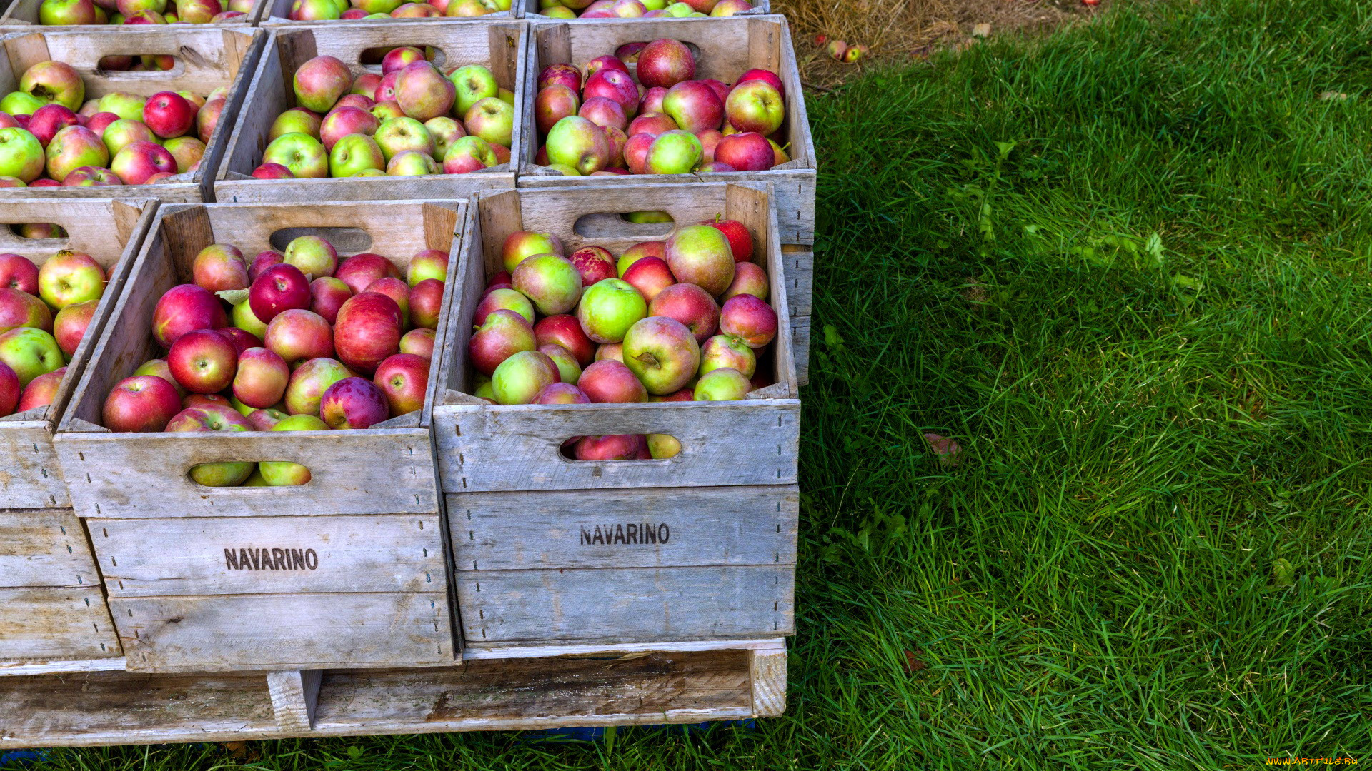 еда, Яблоки, урожай