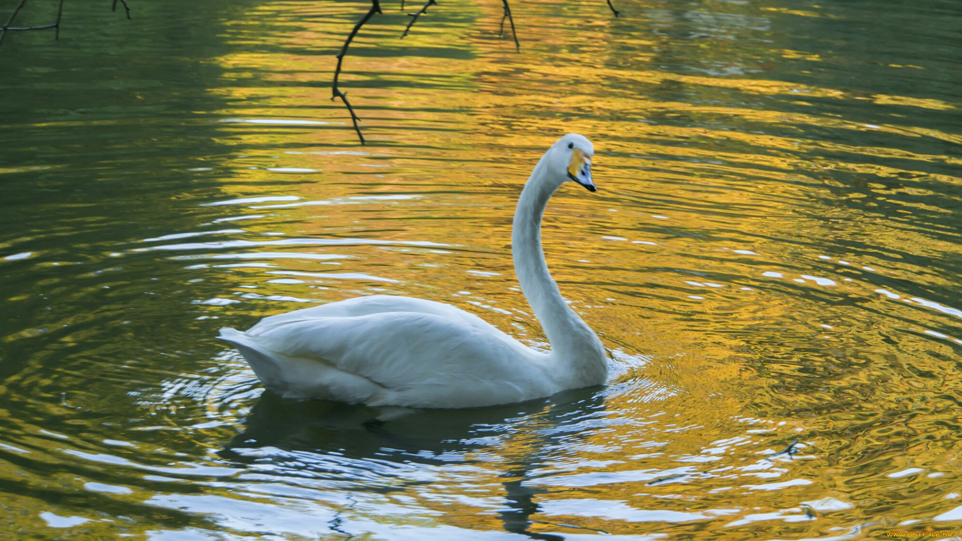 лебеди, животные, белый, птица, лебедь, вода