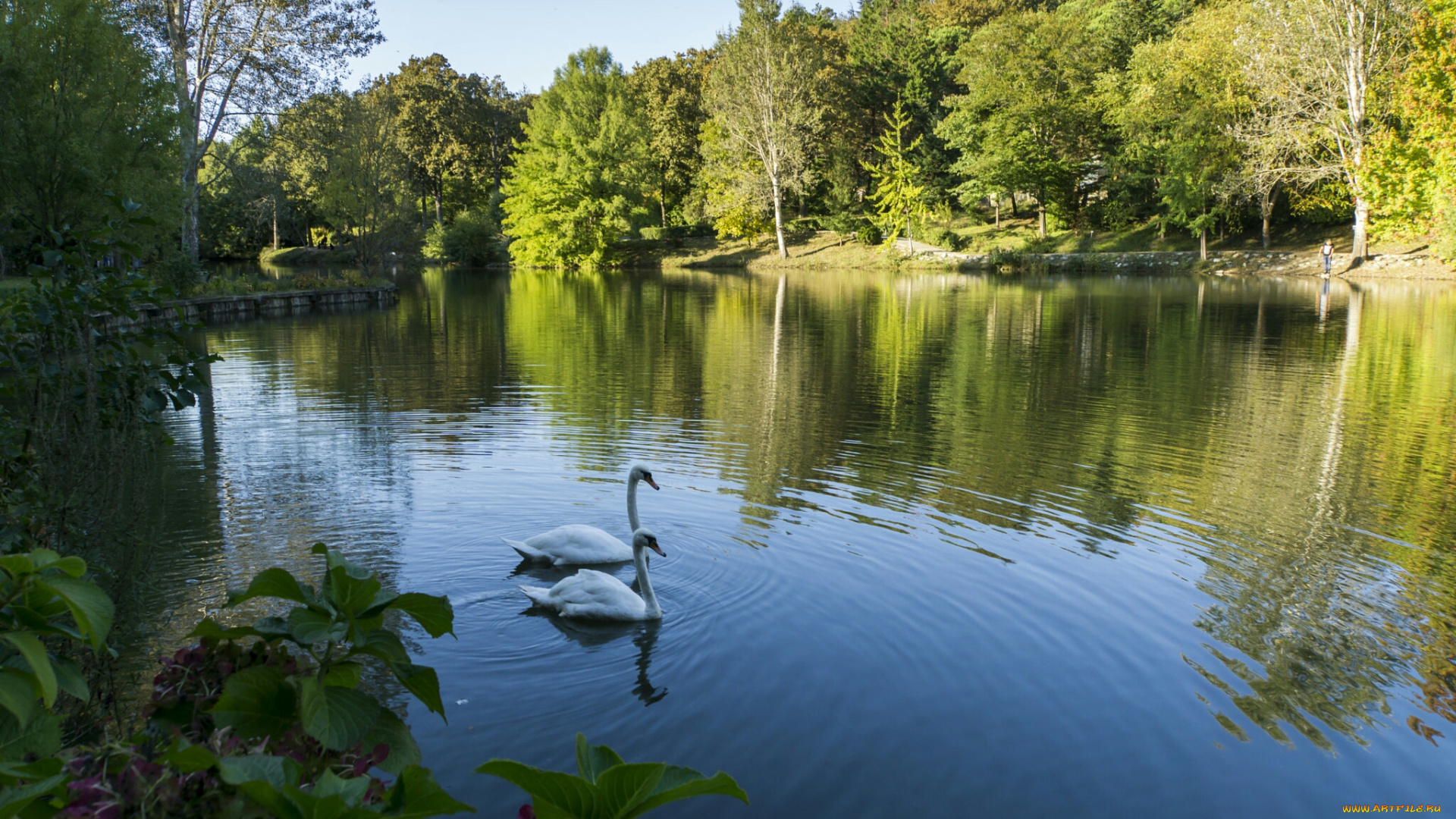 лебеди, животные, природа, озеро, птицы, белые, вода