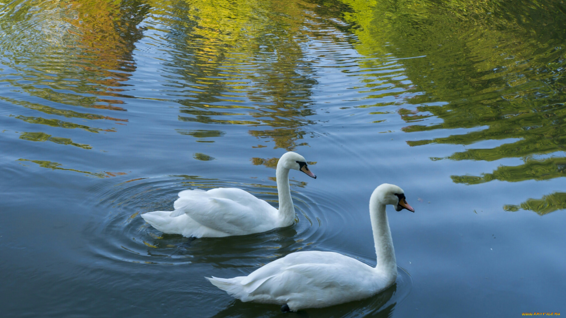 лебеди, животные, птицы, белые, вода