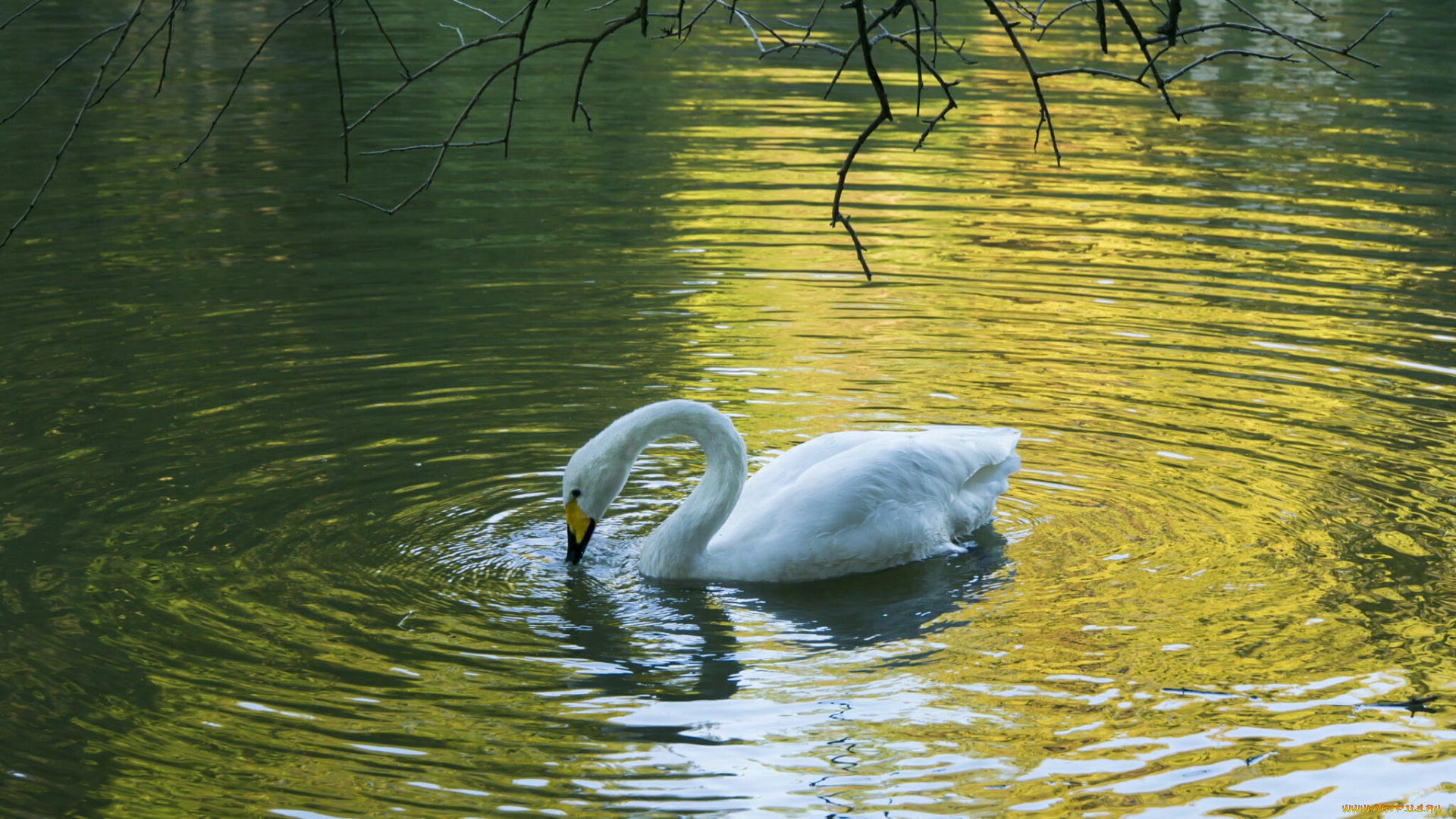 лебеди, животные, вода, белый, лебедь