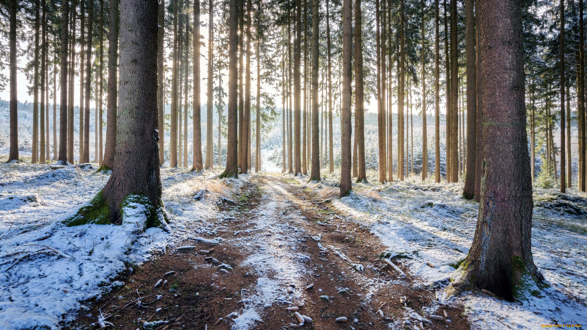 природа, дороги, дорога, лес