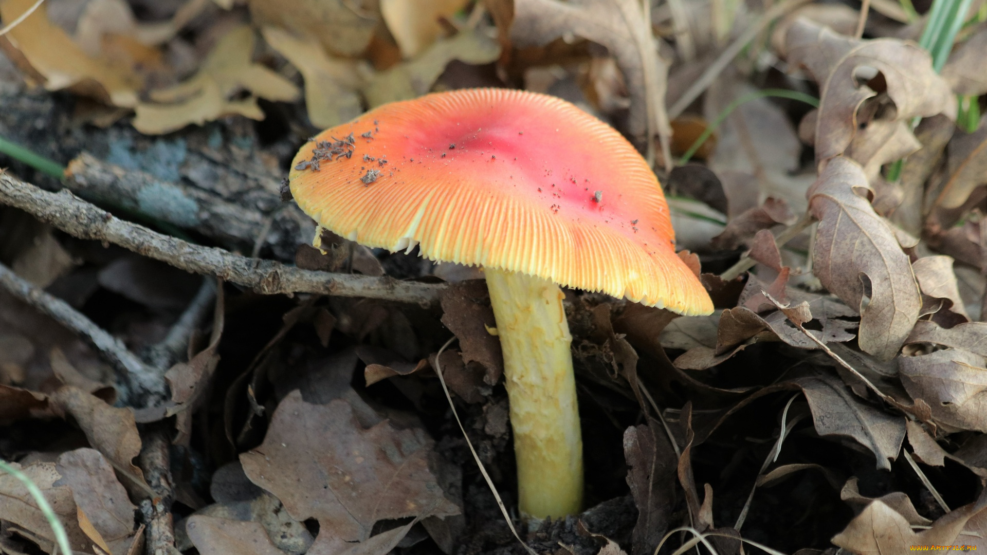 природа, грибы, , мухомор, одиночка, гриб