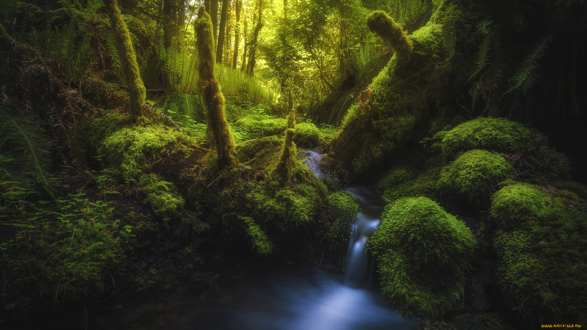 природа, лес, простор