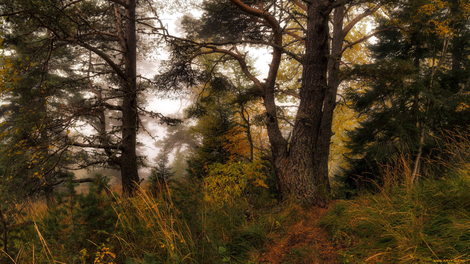 природа, лес, сосны