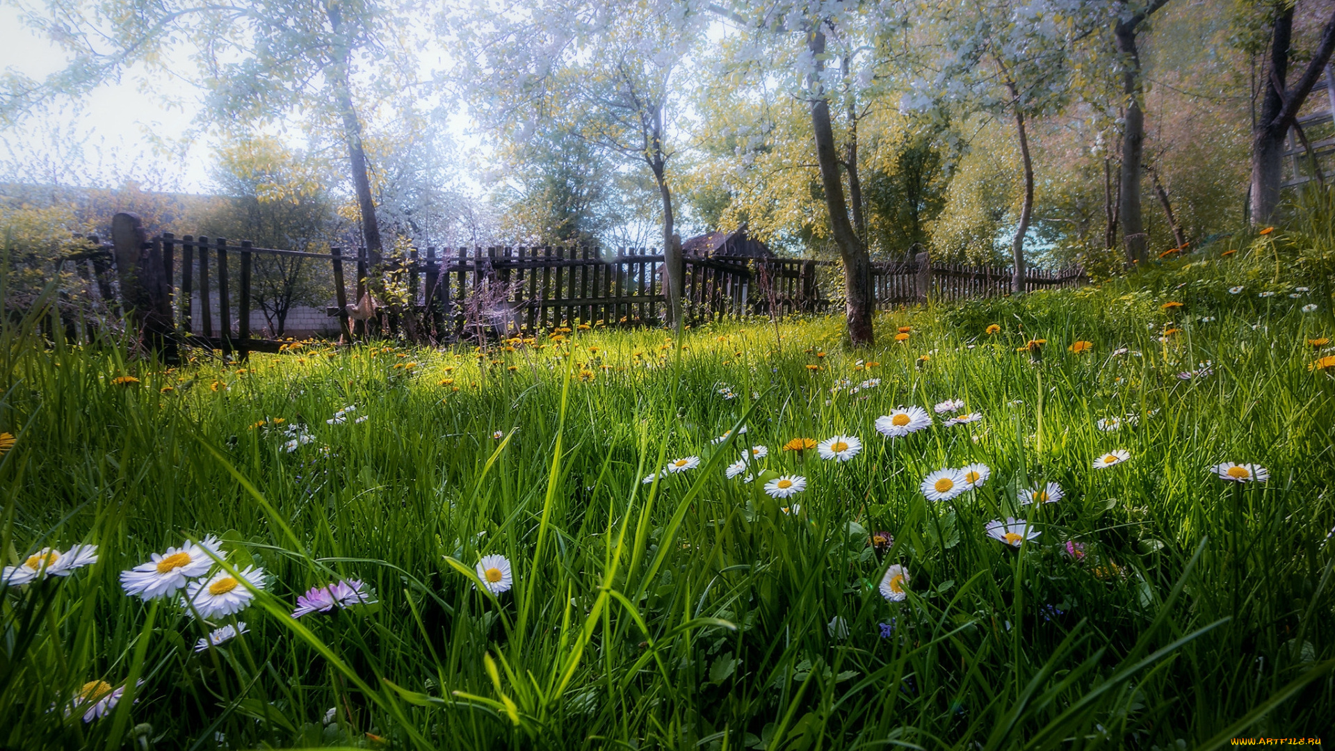 природа, луга, простор