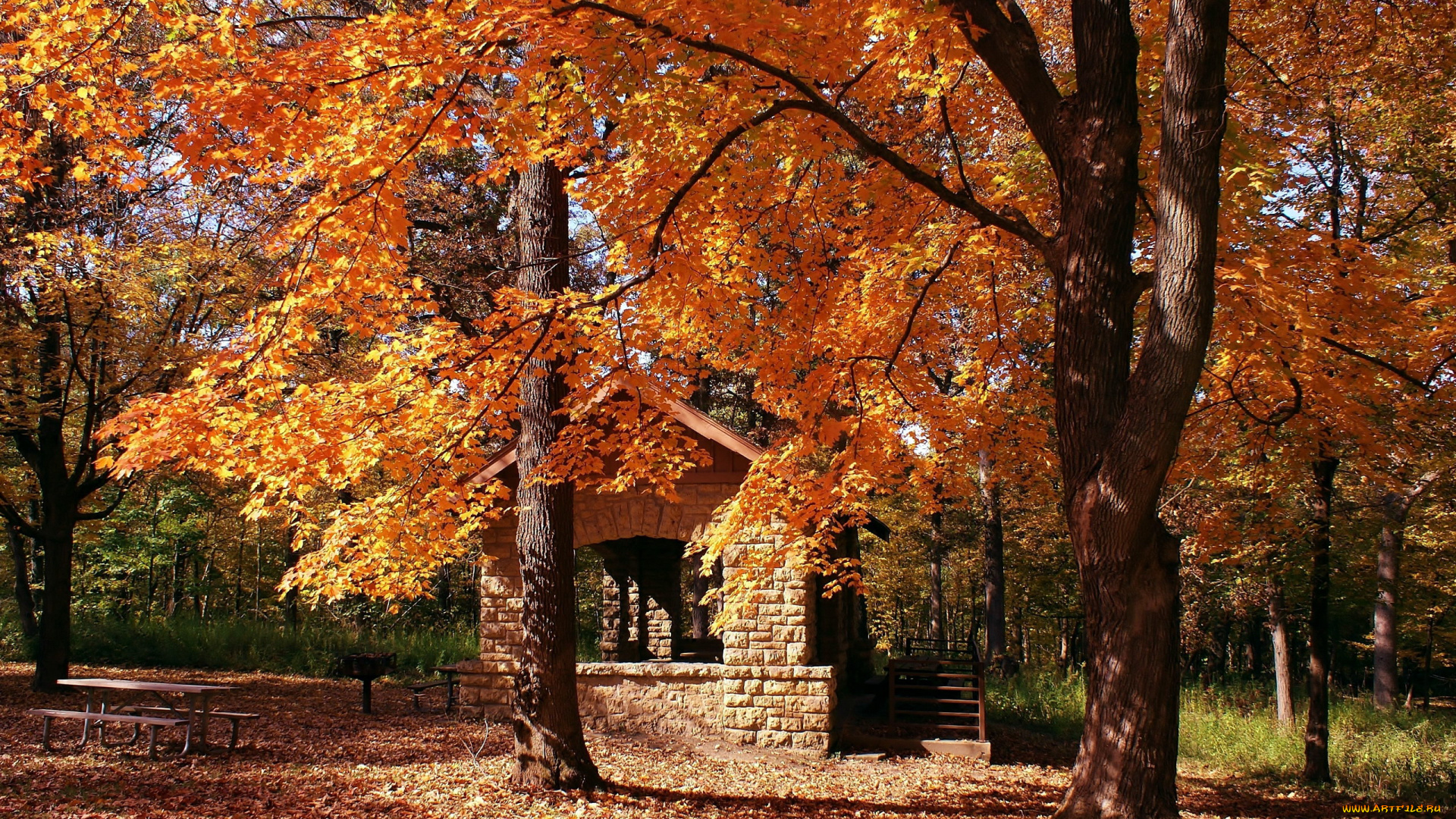 природа, парк, осень