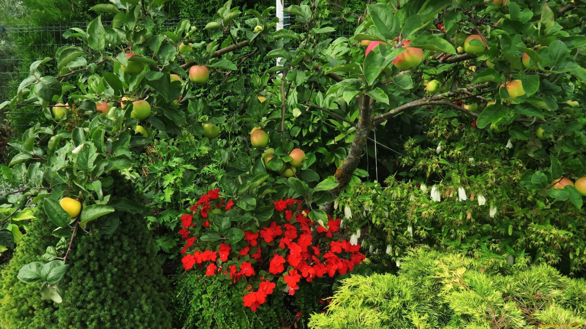 природа, плоды, яблоки, дерево