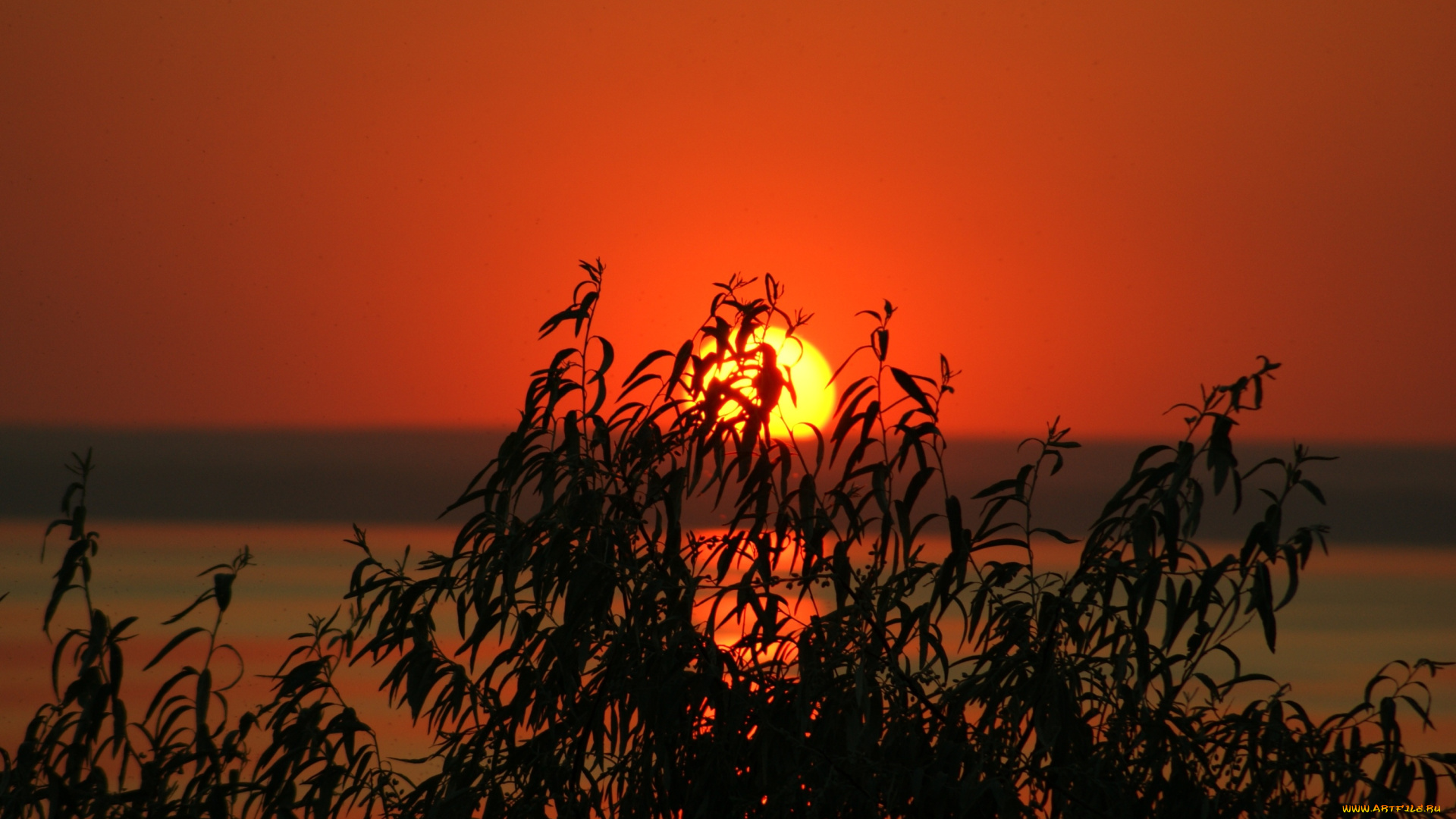 природа, восходы, закаты, закат, ветки