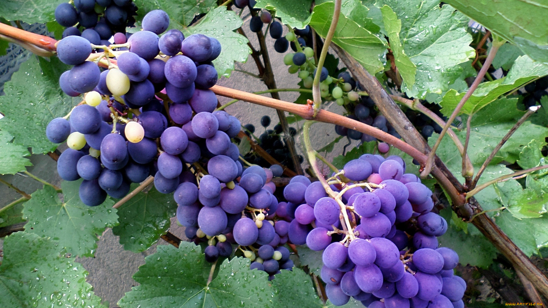 природа, Ягоды, , виноград, август, виноград