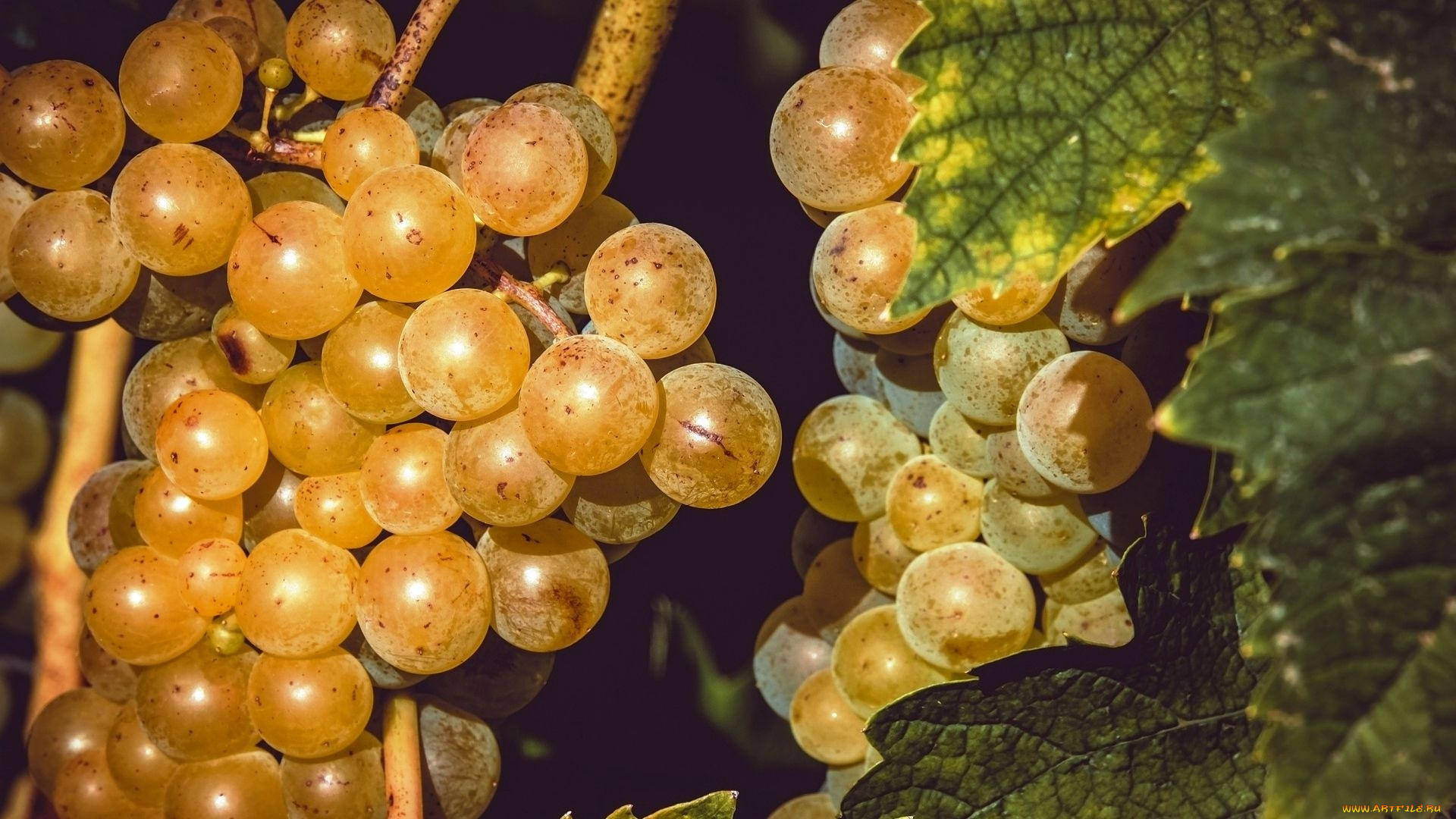 природа, Ягоды, , виноград, виноград
