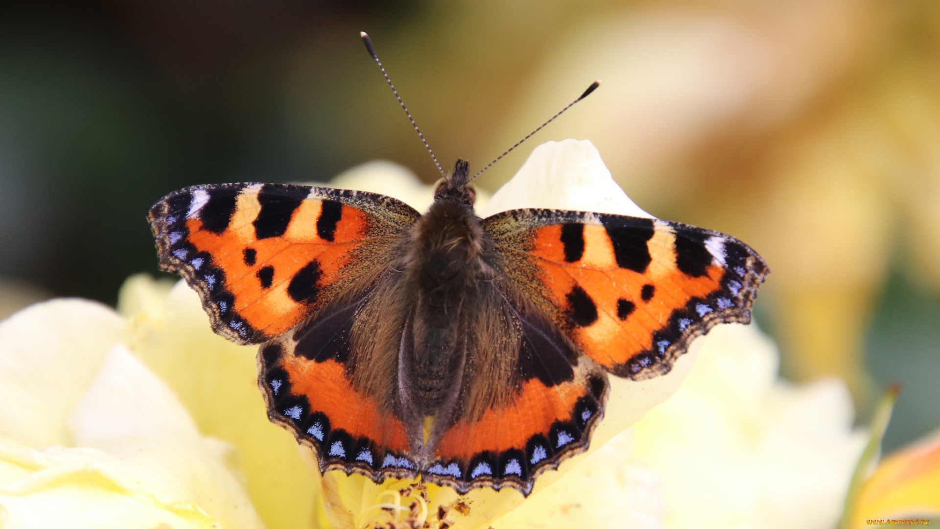 животные, бабочки, , мотыльки, , моли, бабочка