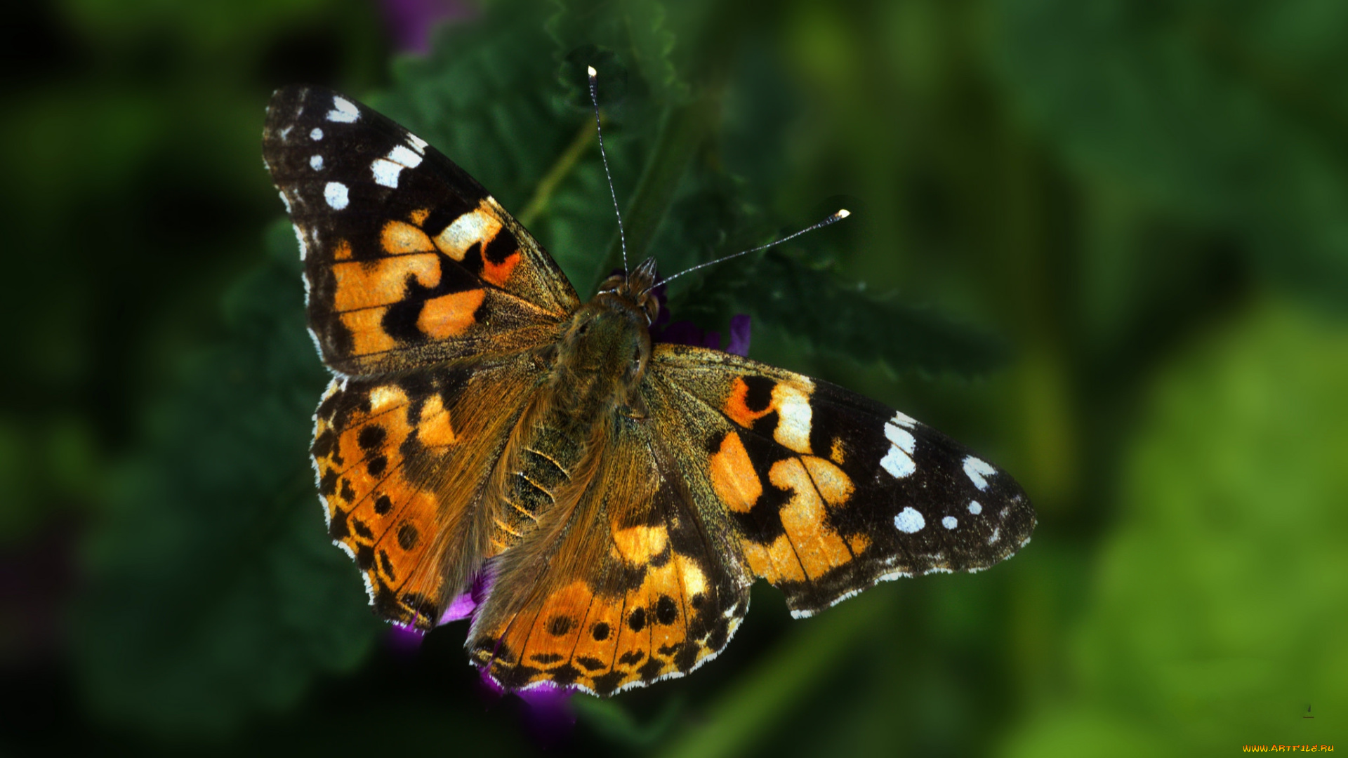 животные, бабочки, , мотыльки, , моли, бабочка