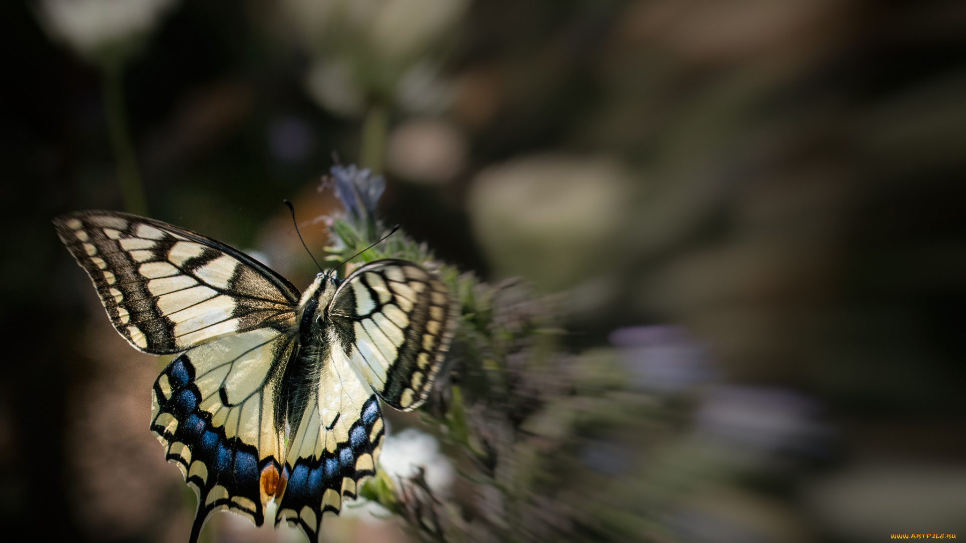 животные, бабочки, , мотыльки, , моли, бабочка