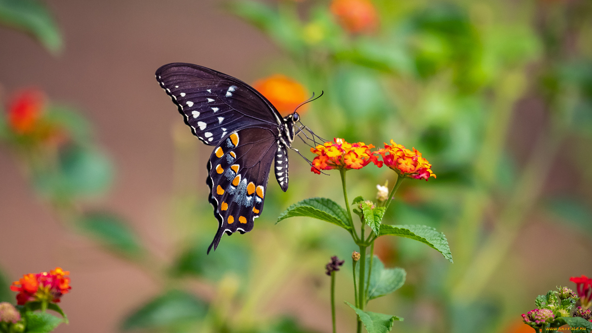 животные, бабочки, , мотыльки, , моли, бабочка