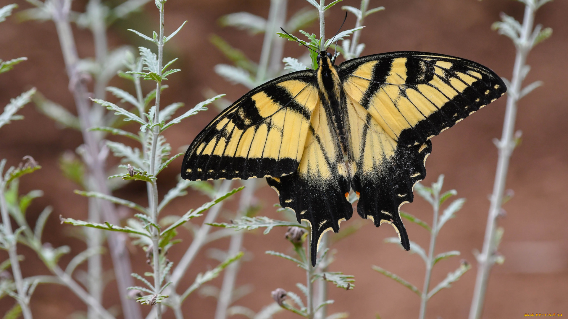 животные, бабочки, , мотыльки, , моли, бабочка