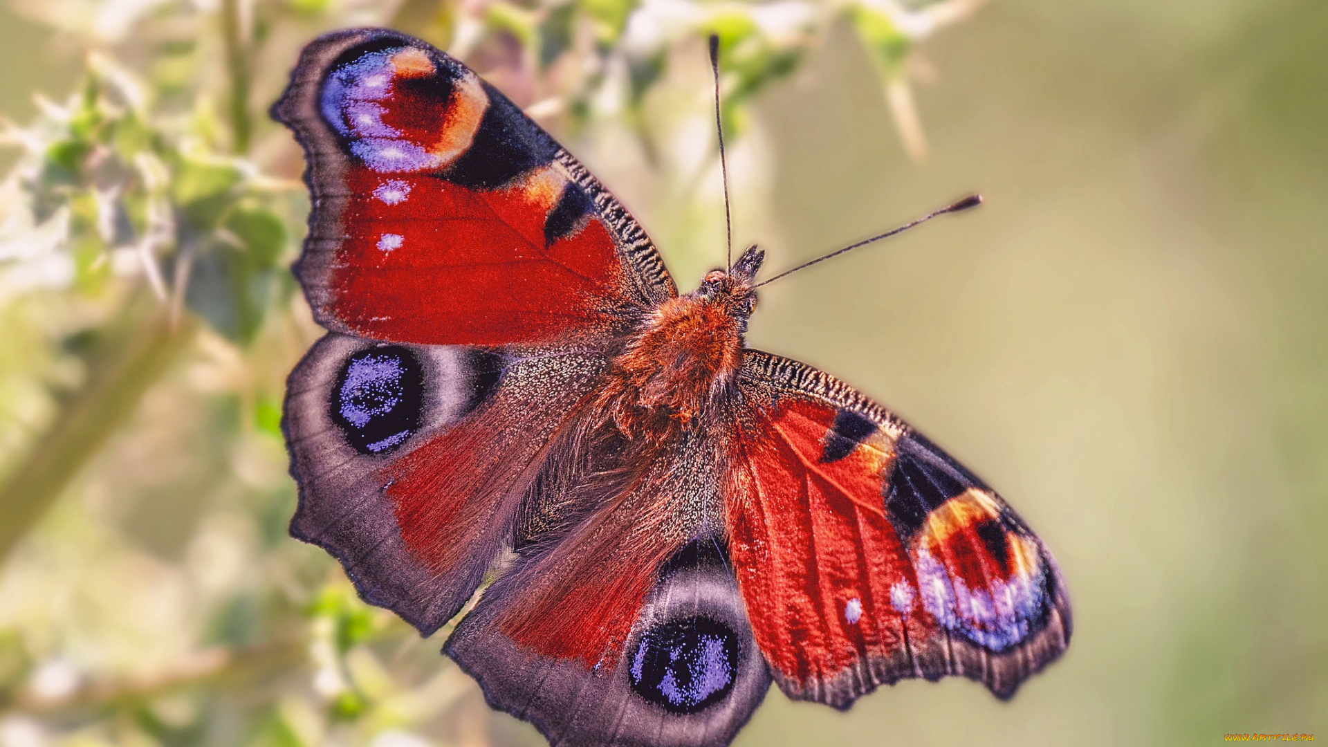 животные, бабочки, , мотыльки, , моли, бабочка