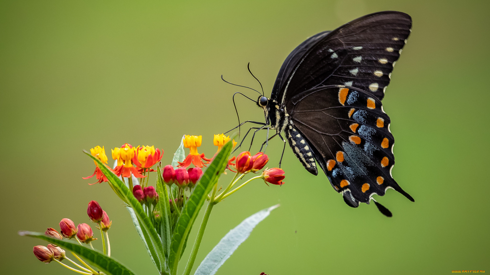 животные, бабочки, , мотыльки, , моли, бабочка