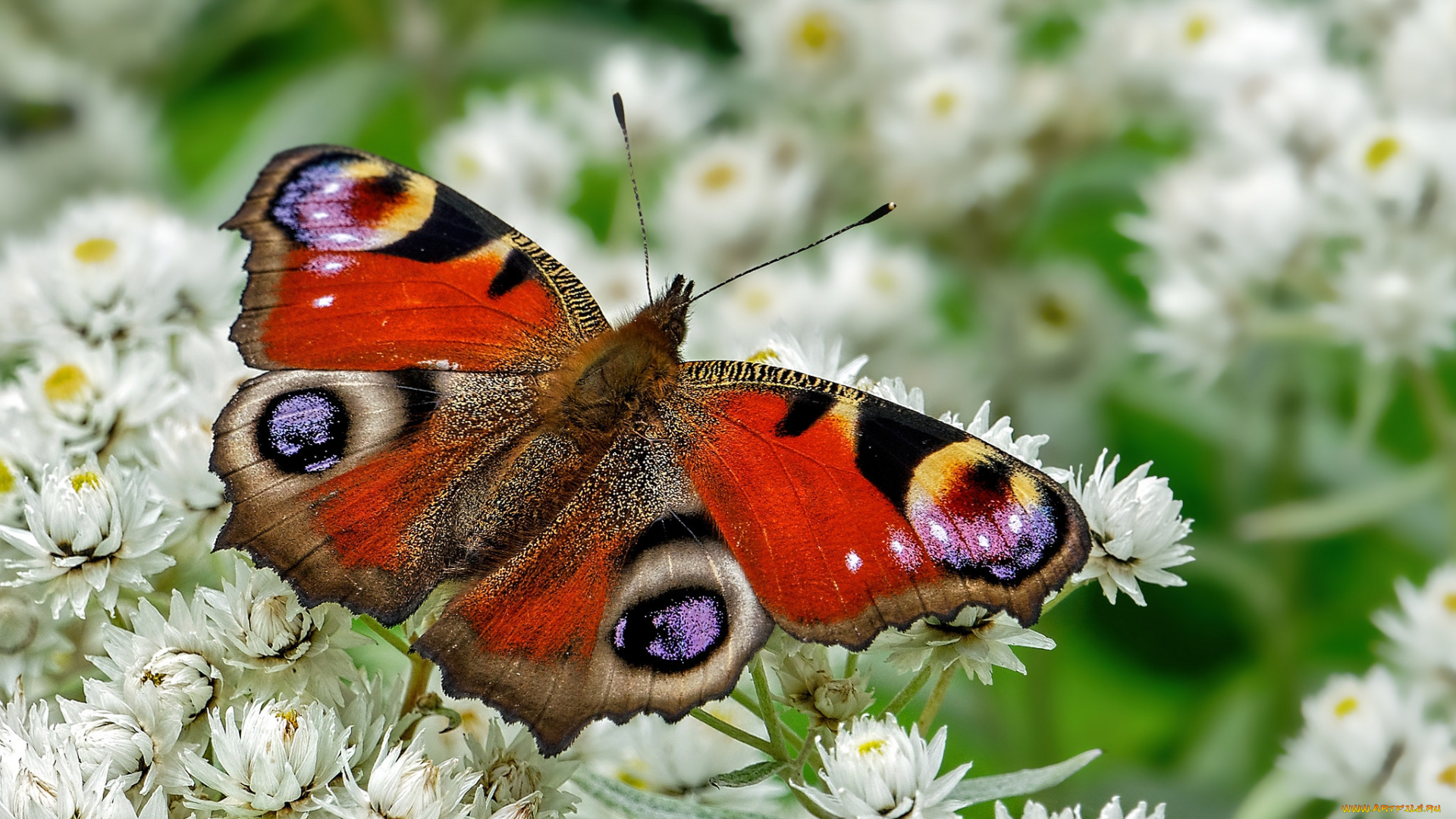 животные, бабочки, , мотыльки, , моли, бабочка