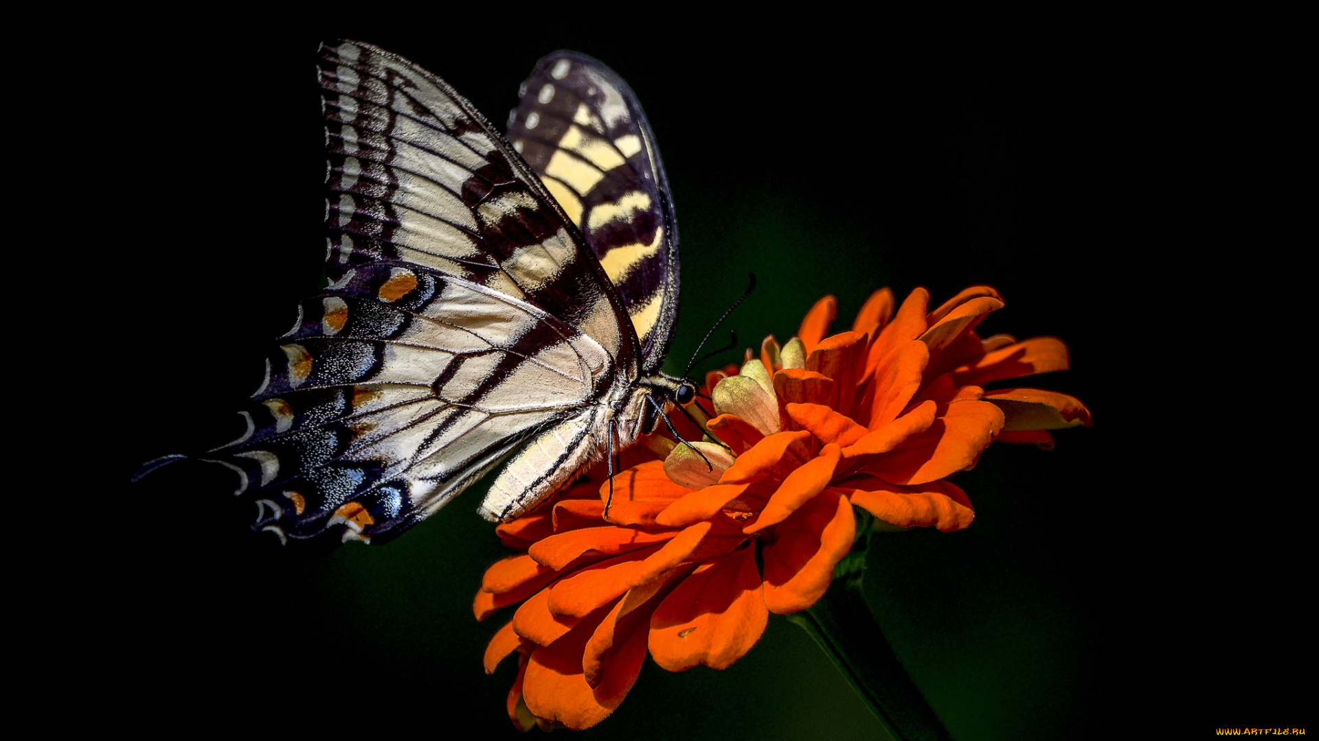 животные, бабочки, , мотыльки, , моли, бабочка