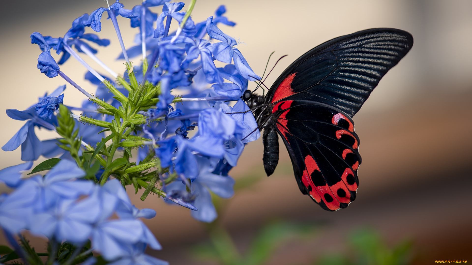 животные, бабочки, , мотыльки, , моли, бабочка