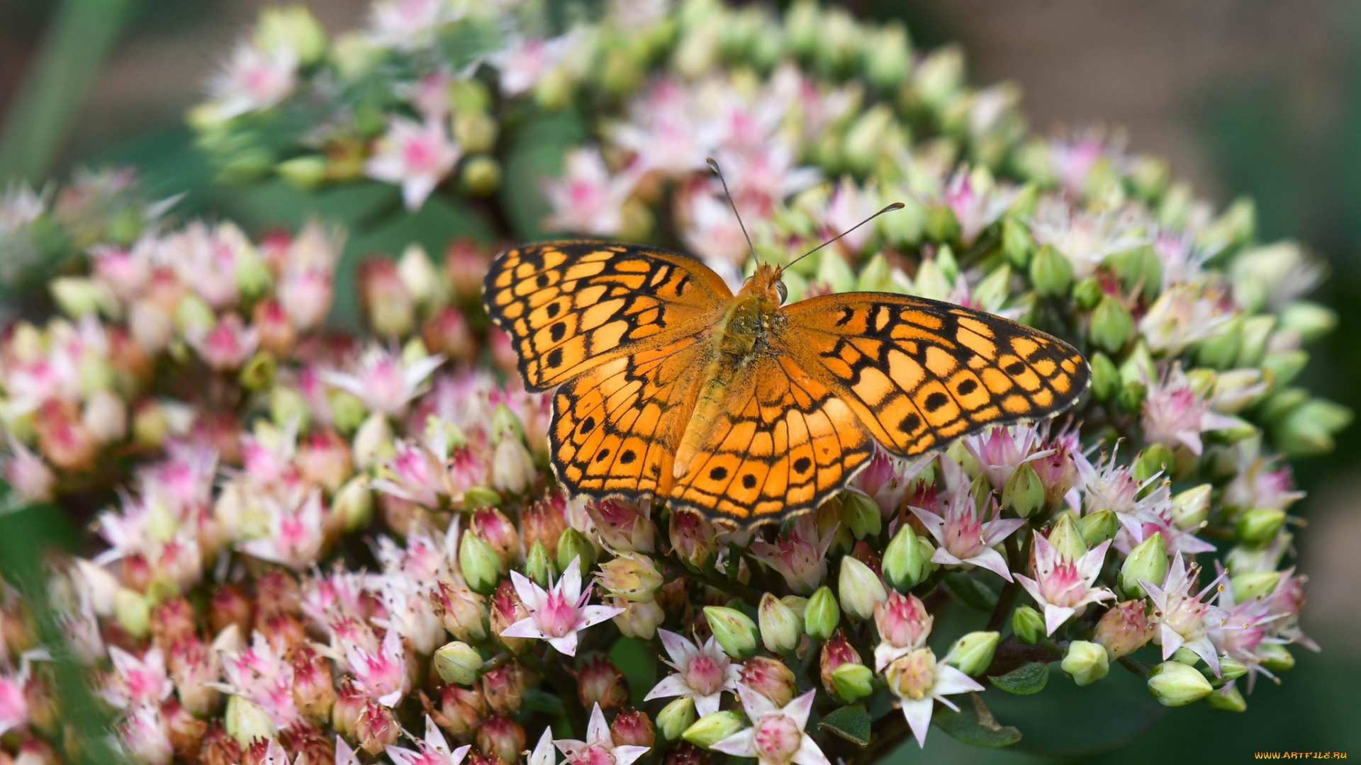 животные, бабочки, , мотыльки, , моли, бабочка