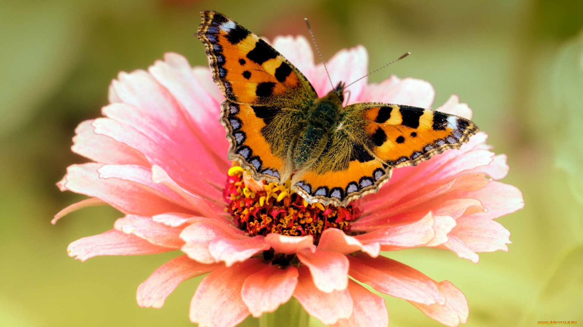 животные, бабочки, , мотыльки, , моли, бабочка