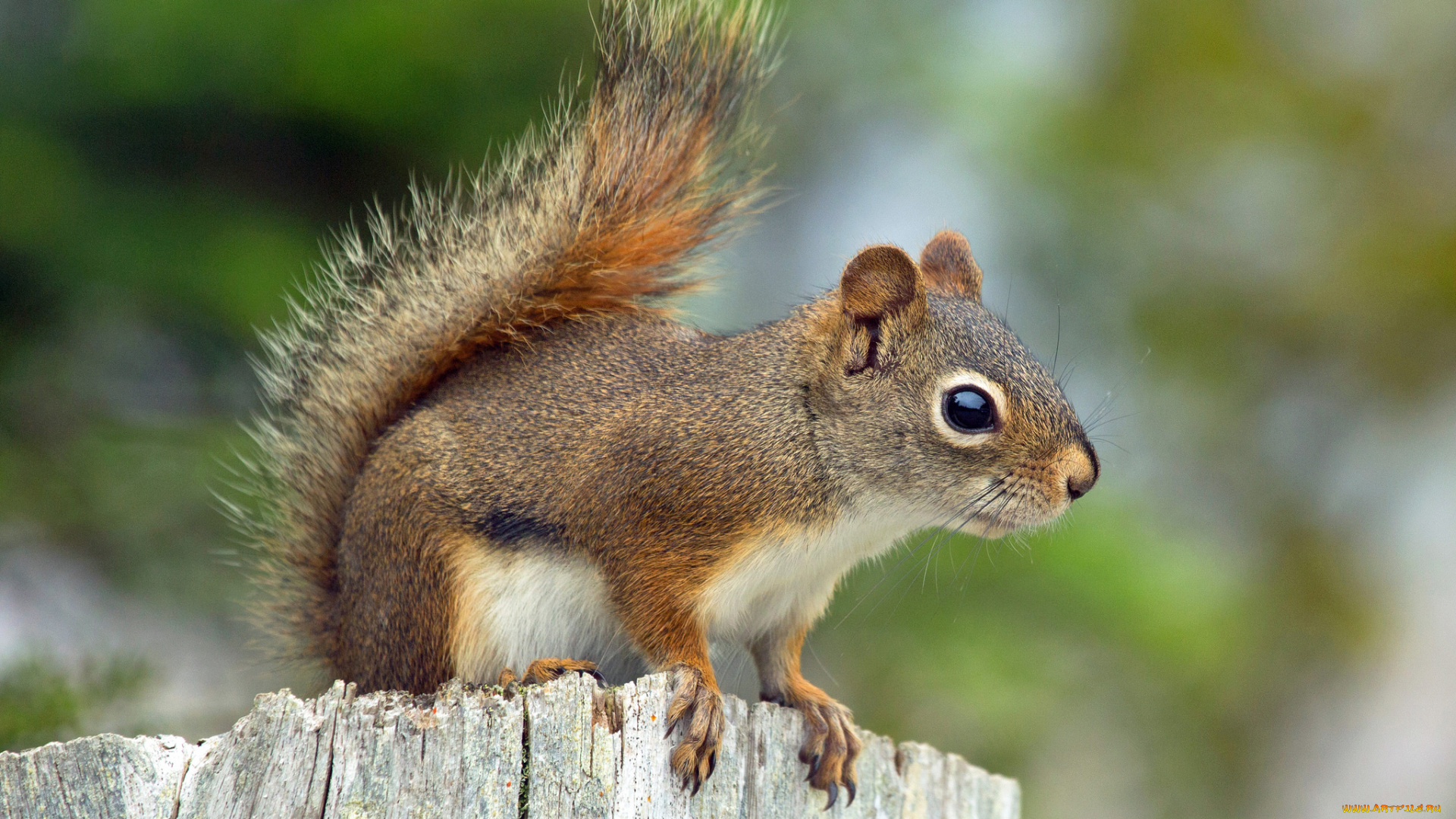 животные, белки, белка