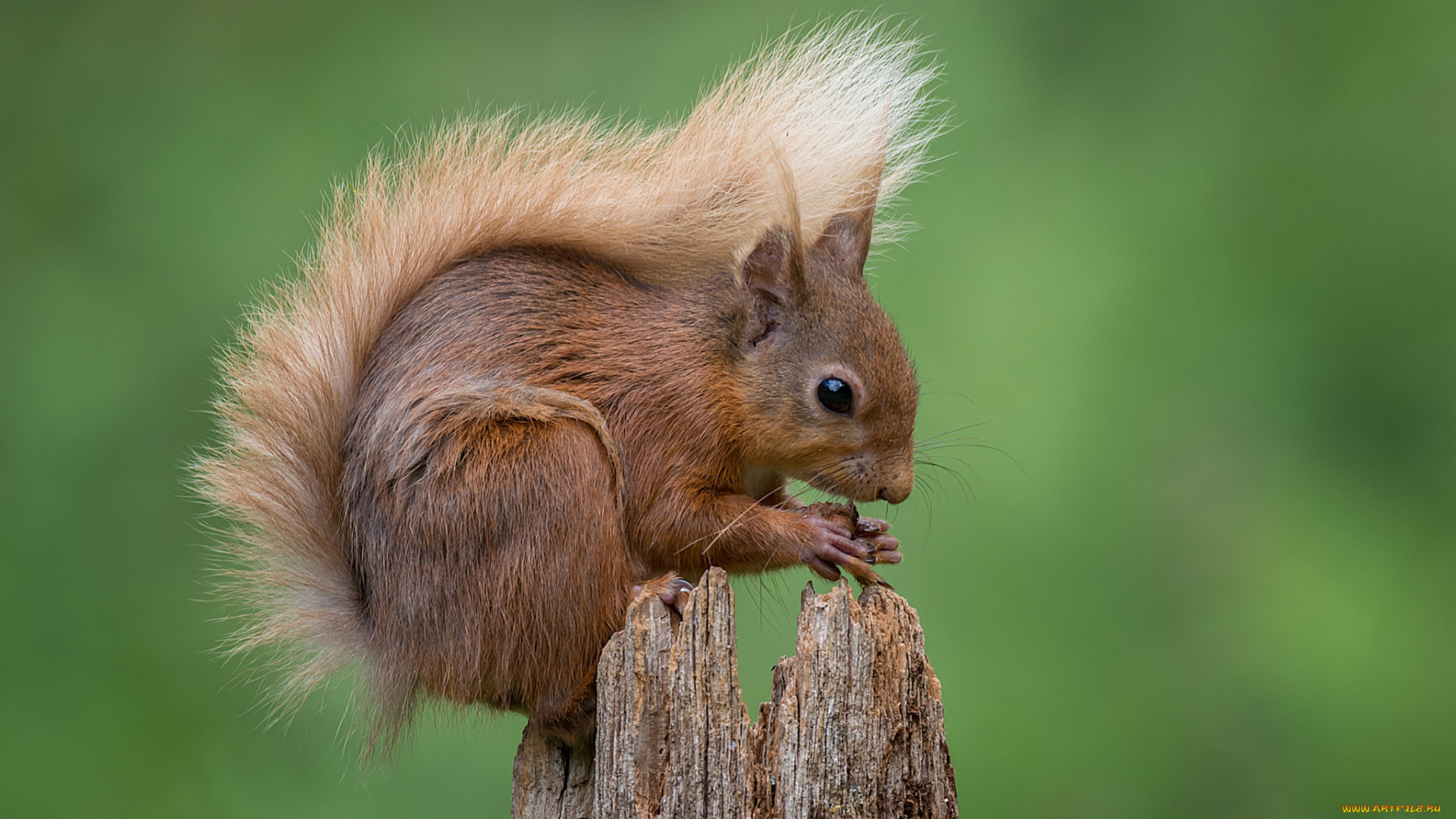 животные, белки, белка
