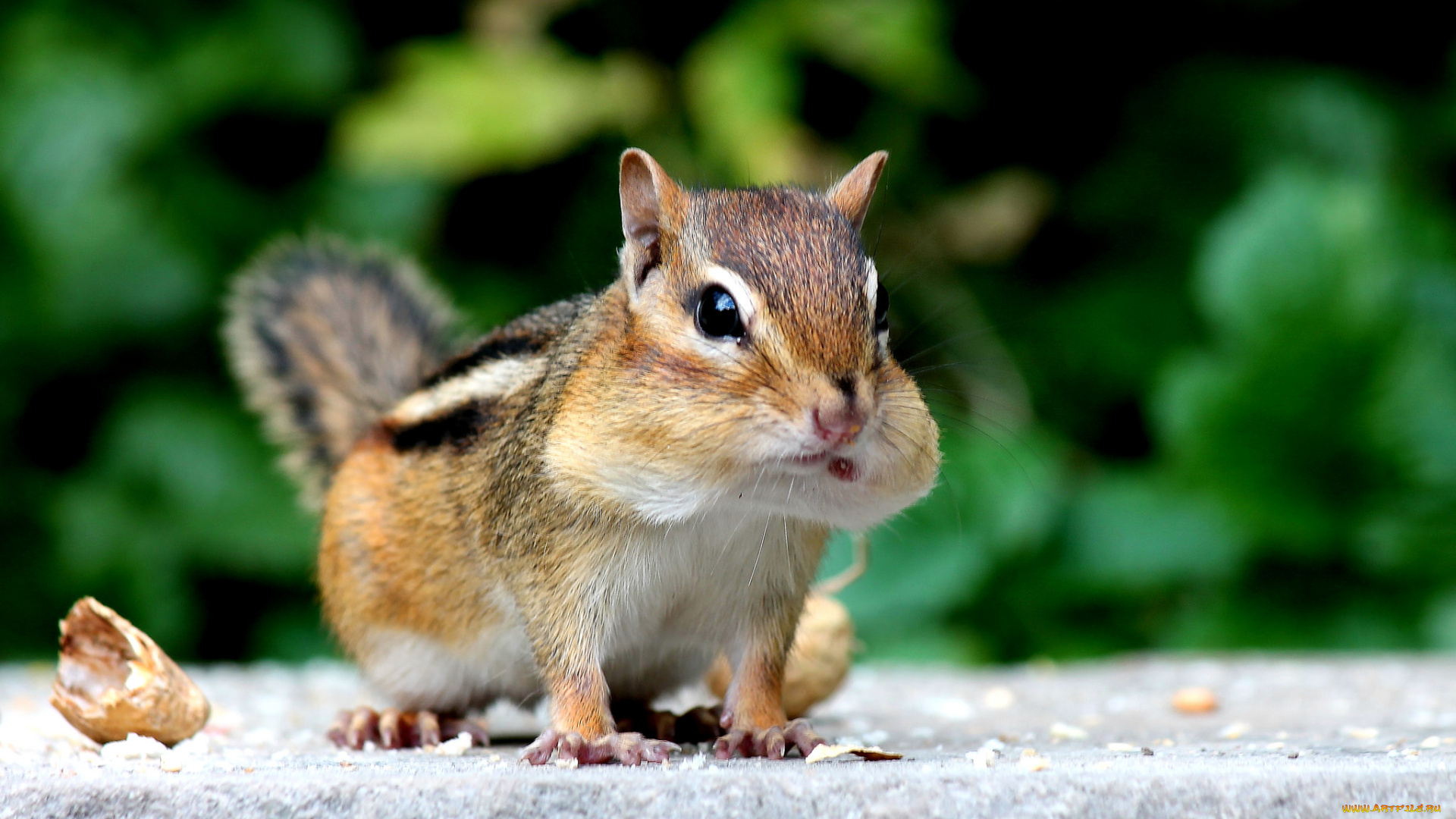 животные, бурундуки, белка