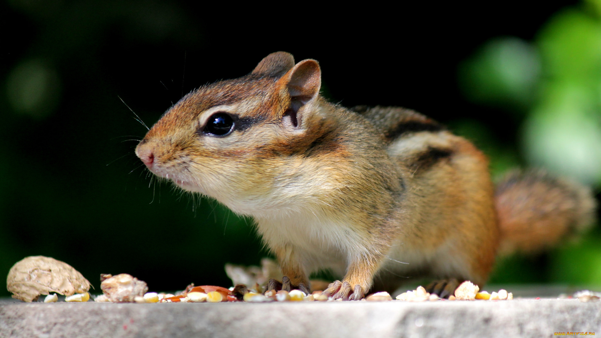животные, бурундуки, белка