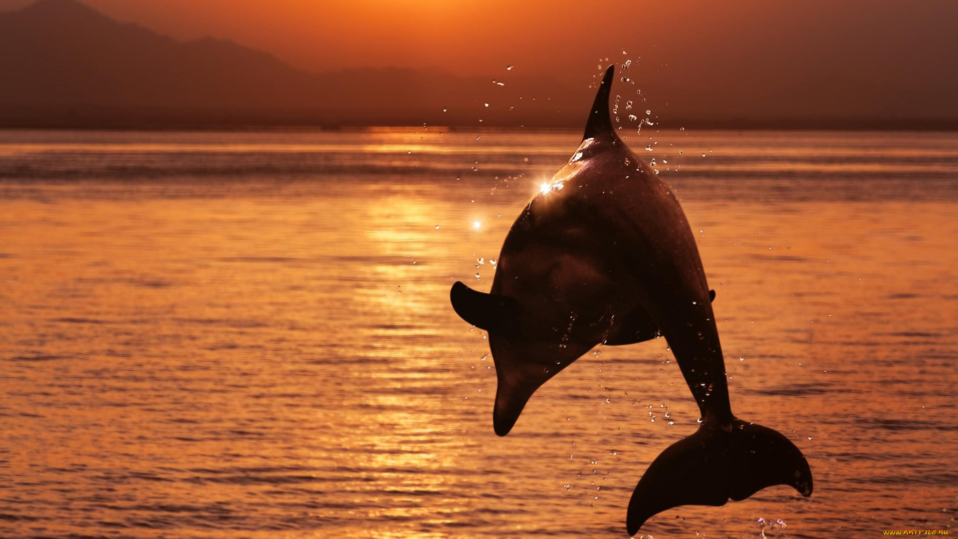 животные, дельфины, закат, море, дельфин, прыжок, брызги