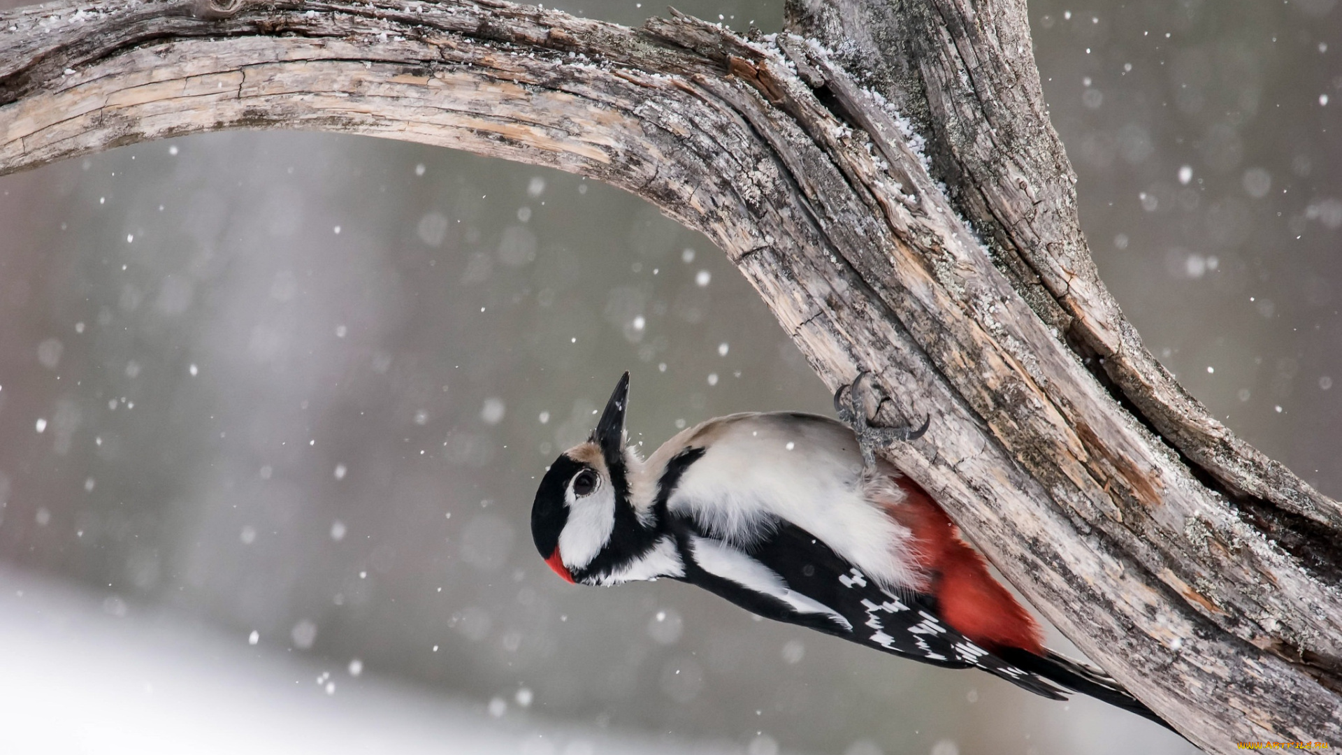 животные, дятлы, great, spotted, woodpecker, птица, дерево