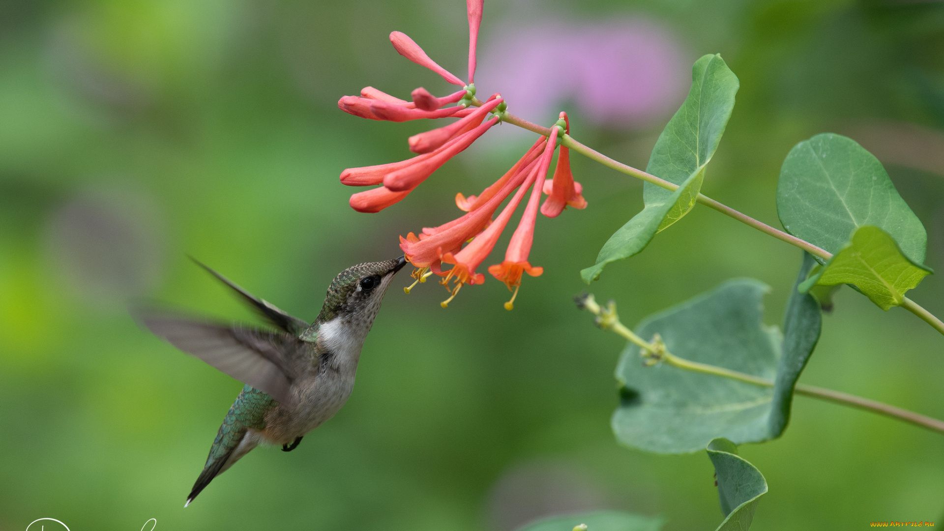 животные, колибри, птичка