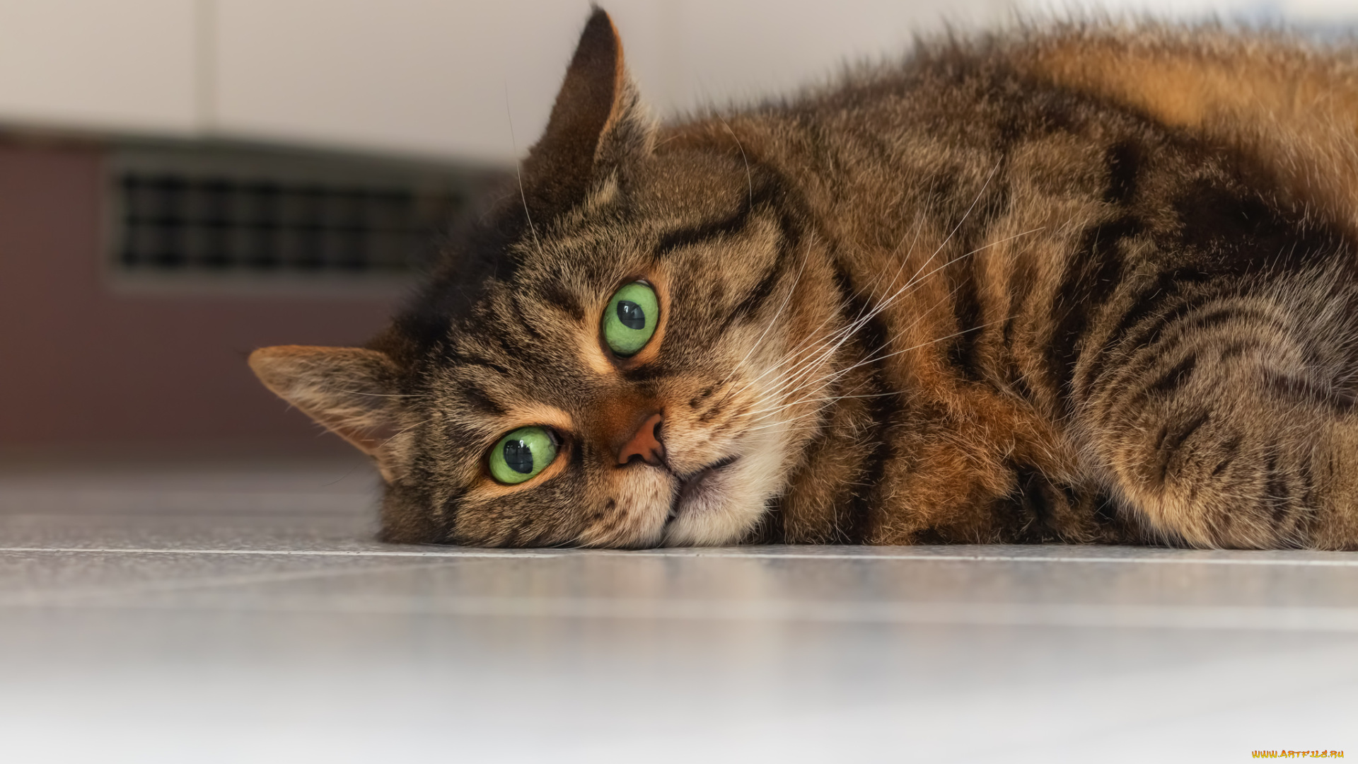 животные, коты, киса